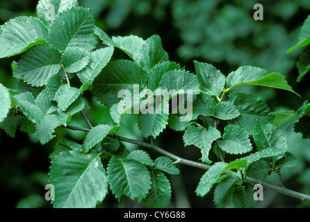 Englische Ulme Ulmus Procera, Ulme Stockfoto