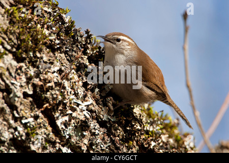 Bewick ´s Wren (Thryomanes Bewickii) singen an einem moosigen Baumstamm am Buttertubs Marsh, Nanaimo, BC, Kanada im Februar Stockfoto