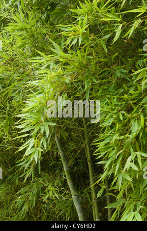 Französische Immobilien mit italienischen Gartengestaltung der regionalen Pflanzen aus biologischem Anbau von Dominique Lafourcade Stockfoto