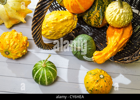 Bunte Kürbisse geerntet in einem Weidenkorb Stockfoto