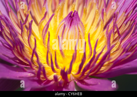 Closeup Aufnahme des lila Lotus mit Pollen in Details. Stockfoto