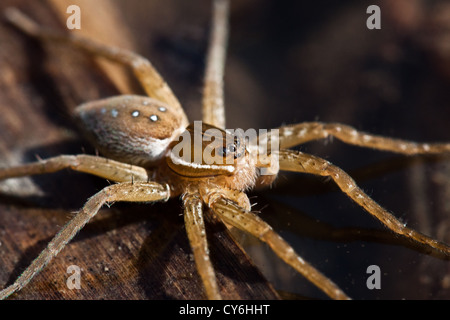 Sechs-Spotted Angeln Spinne, Inniswoods Metro Gärten, Westerville, Ohio. Stockfoto