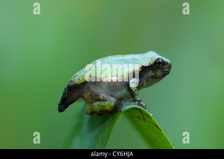 Frosch, Inniswood Metro Gärten, Westerville, Ohio verwandeln. Stockfoto