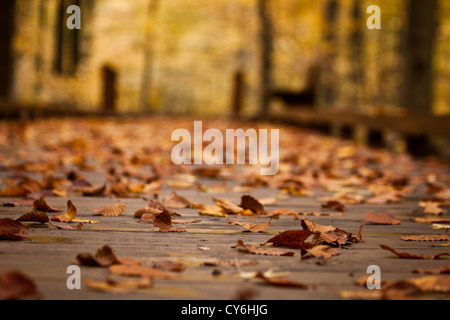Herbstlaub, Inniswoods Metro Park, Westerville, Ohio. Stockfoto