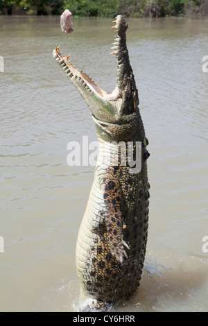 Krokodil springen für ein Schweinekotelett auf dem Adelaide River Jumping Crocodile Cruise in Darwin, Northern Territory. Stockfoto