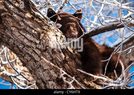 Wilden schwarzen Bären ruhen in einem Baum Innenstadt Aspen, Colorado Stockfoto
