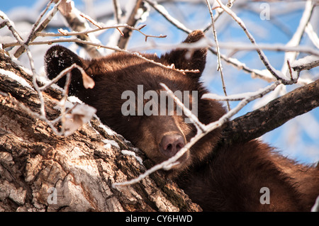 Schwarzer Bär in Aspen, Colorado Stockfoto