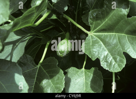 Feigen Ficus Carica (Moraceae) Stockfoto
