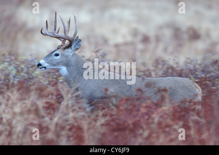 Laufenden Seeadler Buck - Odocoileus Virginianus - Western Montana Stockfoto
