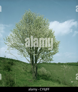 Gemeinsame Whitebeam Sorbus Aria Rosengewächse Stockfoto