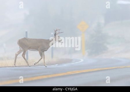 White-tailed Buck die Straße überqueren - odocoileus virginianus - Missoula, Montana Stockfoto