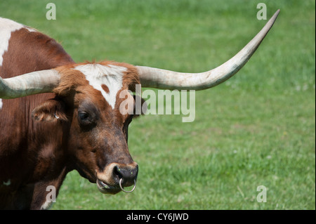 Ein Texas Longhorn in einem grünen Feld Stockfoto