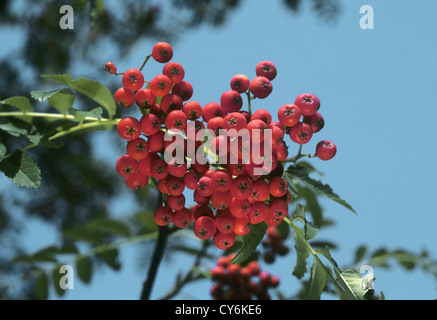 Rowan Sorbus Aucuparia Rosengewächse Stockfoto