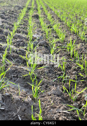 Reihen von Sämlingen von Neuanlagen von Getreide Stockfoto