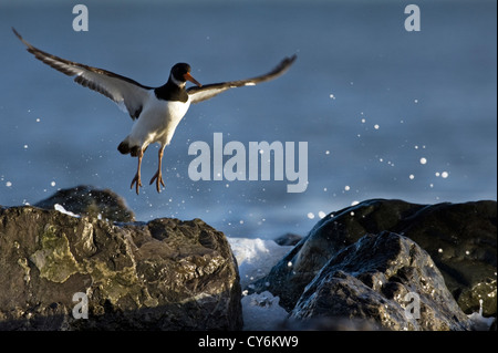 Eurasischen Austernfischer (Haematopus Ostralegus) Stockfoto