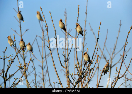 Böhmische Seidenschwanz (Bombycilla Garrulus) in Eberesche (Sorbus) Stockfoto