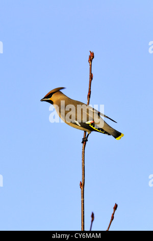 Böhmische Seidenschwanz (Bombycilla Garrulus) in Eberesche (Sorbus) Stockfoto