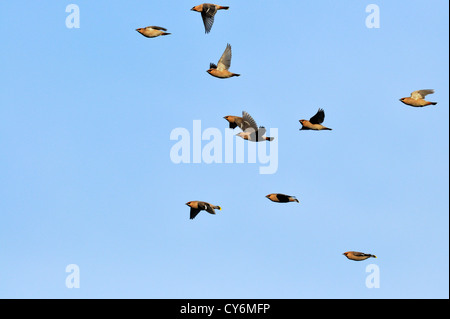 Böhmische Seidenschwanz (Bombycilla Garrulus) in Eberesche (Sorbus) Stockfoto