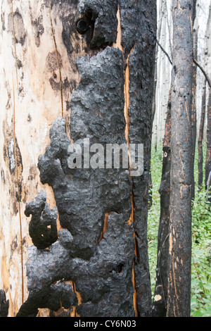 Borealen Wald verbrannt in der Nähe von Fort McMurray, Alberta, Kanada. Stockfoto