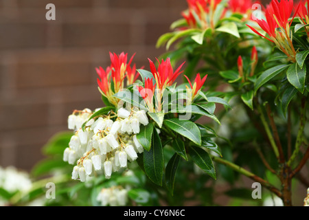 Die weißen Blütentrauben und roten Neuaustrieb schießt der jungen Blätter von Pieris Japonica 'Forest Flame' blühender Strauch Stockfoto