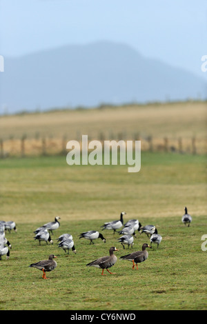 Weißwangengans (Branta Leucopsis) & White – Blässgänse Gänse (Anser Albifrons), Isle of Islay, Schottland, Vereinigtes Königreich Stockfoto