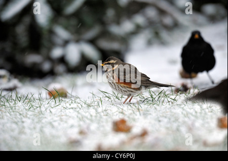 Rotdrossel (Turdus Iliacus) Stockfoto