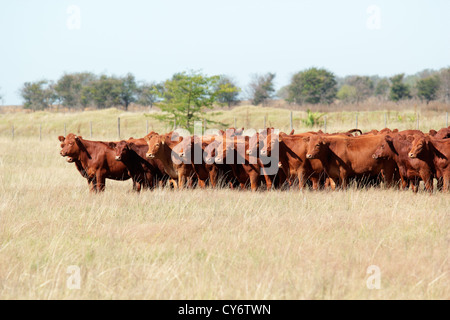 Rote Angus-Rinder auf der Weide Stockfoto