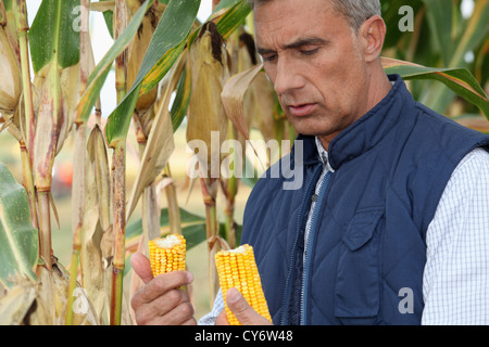 Ein Mais-Bauer Stockfoto