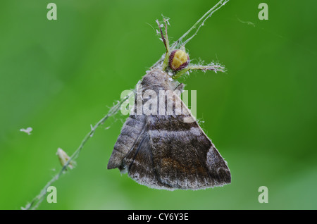 Krabbenspinne Essen ein Motten Stockfoto