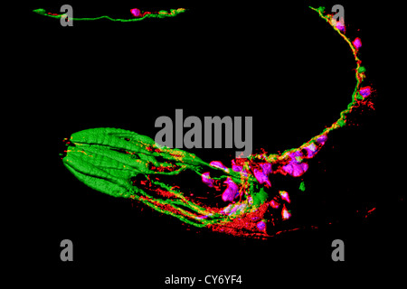Neuronen und Muskeln von Caenorhabditis Elegans, eine freilebende transparent Nematode (Fadenwurm), ca. 1 mm in der Länge.