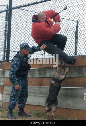 Pito, beißt ein militärischer Arbeitshund einen US Navy-Offizier 19. September 2012 an der Naval Station Everett, Washington während einer Übung als die Hunde-Handler-Uhren. Naval Station Everett unterhält einen Zwinger der militärischen Arbeitshunde, die Unterstützung bei der Durchführung von illegalen Drogen und explosiven Durchsuchungen und andere Gesetz Vollzugsaufgaben. Stockfoto