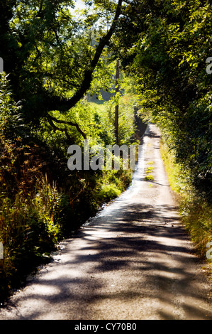 Englischen ländlichen Landstraße in Somerset Stockfoto
