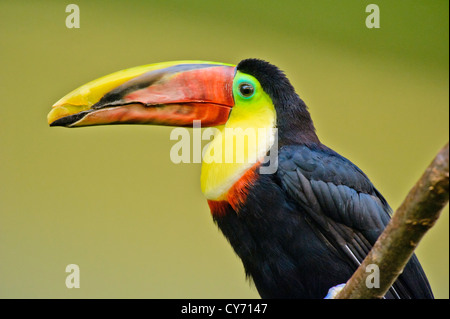 Kiel-billed Toucan auf einem Ast Stockfoto