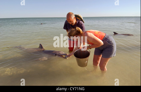 Fütterung der Fische zu einem Delphin in Monkey Mia Dolphin Resort in Western Australia Tourist. Stockfoto