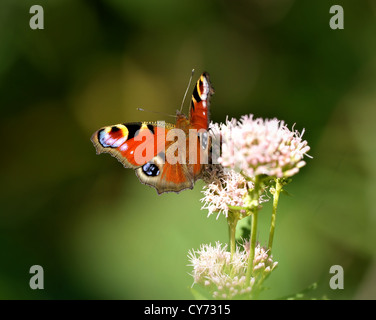 Der Europäischen Pfau, besser bekannt als das Tagpfauenauge ist ein bunter Schmetterling, in Europa gefunden. Stockfoto
