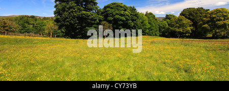 Sommer Blumenwiesen, Wensleydale; Yorkshire Dales National Park, North Yorkshire, England, Vereinigtes Königreich Stockfoto