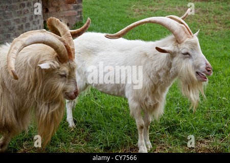 Männliche Ziegen in einer farm Stockfoto