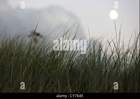 Gras im Dünen, De Haan, West-Flandern, Belgien Stockfoto