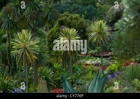 Exotischen subtropischen Pflanzen, Tresco Klostergarten, Tresco, Isles of Scilly, England Stockfoto