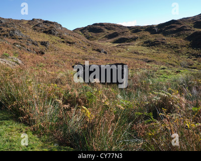 Eryri Snowdonia Nationalpark Nordwales Oktober Welsh Schwarze Färse von Hafod y Llan Farm weidet Berghänge lokale Rinderrasse Stockfoto