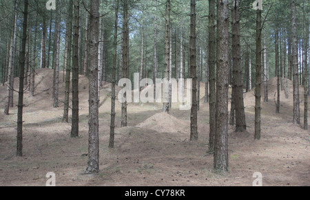 Newborough Warren Wald Anglesey Stockfoto