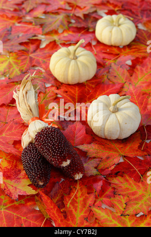 Drei mini Rot trocken indischen Maiskolben mit weißen mini Kürbisse auf einem Bett von Red maple Blätter im Herbst Stockfoto