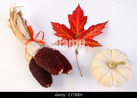 Drei Mini Rot trocken indischen Maiskolben mit weißen Mini Kürbis und Red Maple leaf mit Caterpillar auf weißem Hintergrund Stockfoto