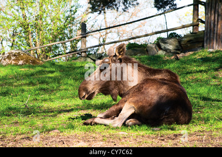 Moose ist auf der Wiese mit seinen geschlossenen Augen, in der Sonne aalen Stockfoto