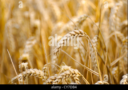 WEIZEN WÄCHST IN EINEM FELD, EINZELNE OHR ODER STENGEL VON WEIZEN Stockfoto