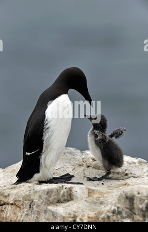 Gemeinsamen Guillemot (Uria Aalge) Stockfoto