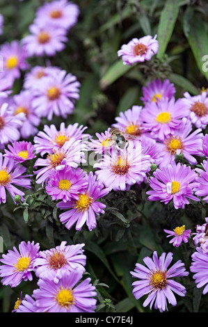 Bergaster Aster lila Blume in einem uk-Garten Stockfoto