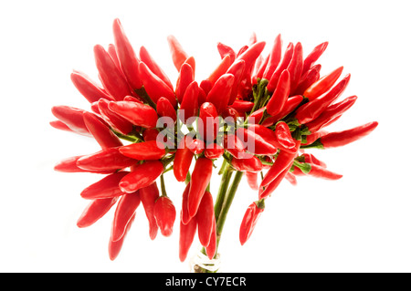 Chili Peppers auf weißem Hintergrund Stockfoto