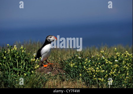 Papageitaucher (Fratercula Arctica) Stockfoto