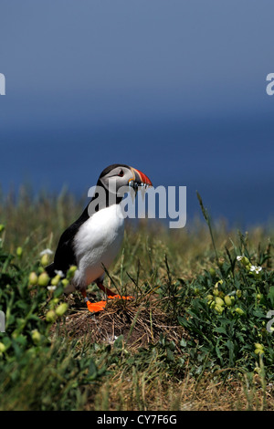 Papageitaucher (Fratercula Arctica) Stockfoto